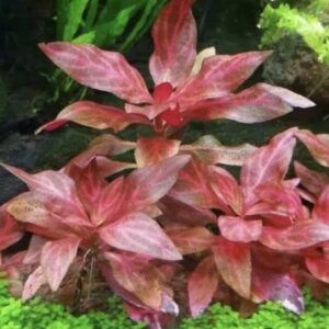 Alternanthera ‘Rosenervig’