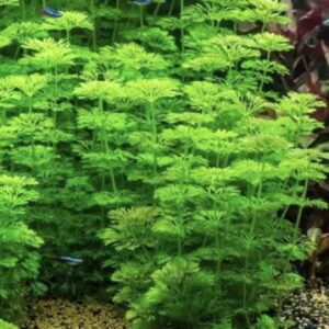 Limnophila sessiflora