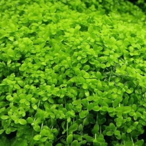 Micranthemum ‘Monte Carlo’