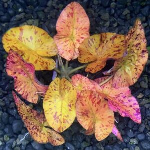 Red Tiger Lotus Bulb