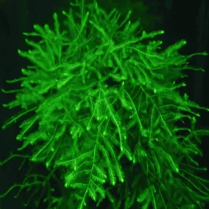 Java Moss